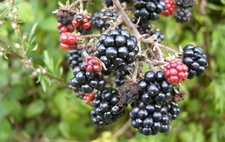 Böğürtlen Ağacı Türleri ve Özellikleri