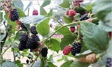 Böğürtlen Ekimi Nedir ve Nasıl Yapılır?