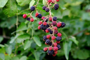 Böğürtlen Bitkisi Sağlığa Faydaları Nelerdir?