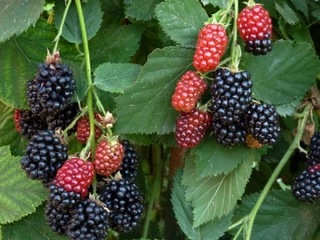 Dikensiz Böğürtlen Faydaları Nelerdir?