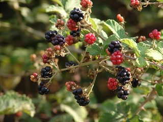 Yabani Böğürtlen Türleri ve Özellikleri